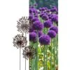 Allium Ø 30 Cm - Decoroest 2 Allium Ø 30 Cm - Decoroest -Tuin Serie Winkel 1511789124 1 600