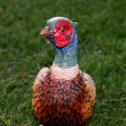 Fazant Beeld -Tuin Serie Winkel 1568629125 2 600