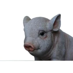 Jong Varkentje Zittend -Tuin Serie Winkel big zittend levensecht 1484055478 2 600