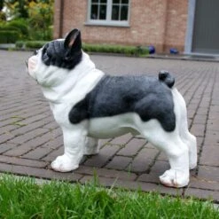 Franse Bulldog Tuinbeeld -Tuin Serie Winkel franse buldog 1569493561 2 600