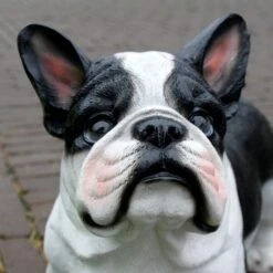 Franse Bulldog Tuinbeeld -Tuin Serie Winkel franse buldog 1569493561 3 600
