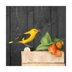 Houten Vogel - Wielewaal -Tuin Serie Winkel houten wielewaal 1626081624 3 600