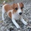 Speelse Jack Russel Levensecht Tuinbeeld 2 Speelse Jack Russel Levensecht Tuinbeeld -Tuin Serie Winkel jack russel speels levensecht 1531395380 1 600
