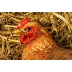 Zittende Kip BRUIN - Levensecht 3 Zittende Kip BRUIN - Levensecht -Tuin Serie Winkel kip bruin levensecht 1484055465 2 600