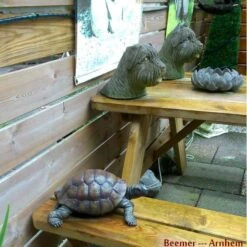 Landschildpad - Levensecht 3 Landschildpad - Levensecht -Tuin Serie Winkel landschildpad levensecht 1484056222 2 600