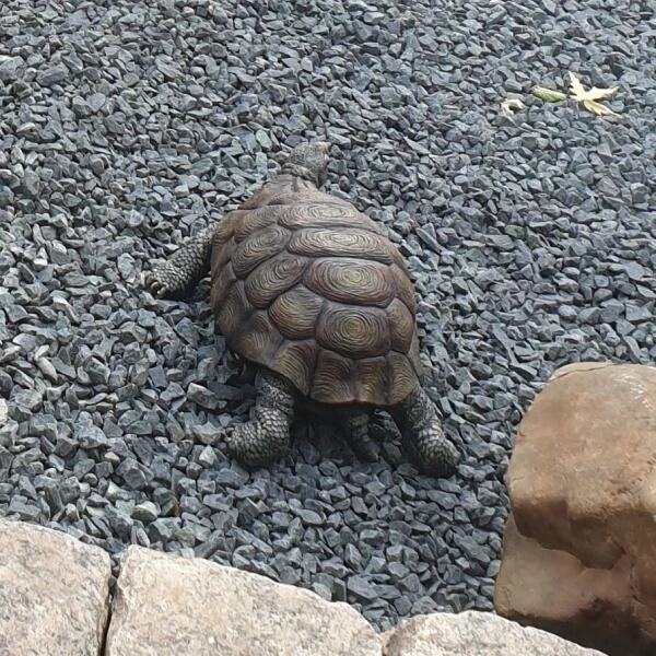 Landschildpad - levensecht Landschildpad - Levensecht -Tuin Serie Winkel landschildpad levensecht 1570954879 1 600