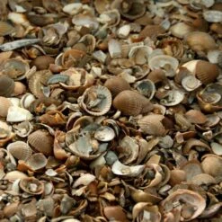 Tuin Serie Winkel 10 Noordzeeschelpen Gewassen In Big Bag Ca 0,7 M³