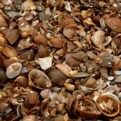 Tuin Serie Winkel -Tuin Serie Winkel noordzeeschelpen 560 kg 1484061964 2 600