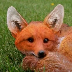 Vos Liggend -Tuin Serie Winkel vos liggend 1569416943 2 600