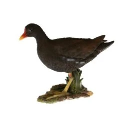 Waterhoen Tuinbeeld 4 Waterhoen Tuinbeeld -Tuin Serie Winkel waterhoen tuinbeeld 1484063474 1 600