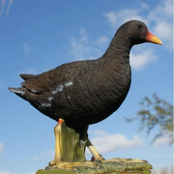 Waterhoen tuinbeeld Waterhoen Tuinbeeld -Tuin Serie Winkel waterhoen tuinbeeld 1519660563 1 600