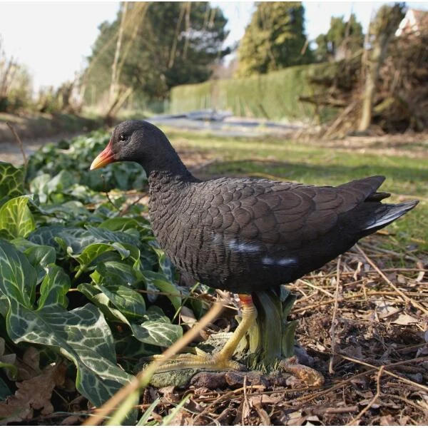 Waterhoen tuinbeeld Waterhoen Tuinbeeld -Tuin Serie Winkel waterhoen tuinbeeld 1519660563 2 600